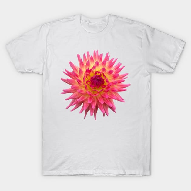 Sangria Dahlia, Hot Pink and Yellow Flower T-Shirt by DandelionDays